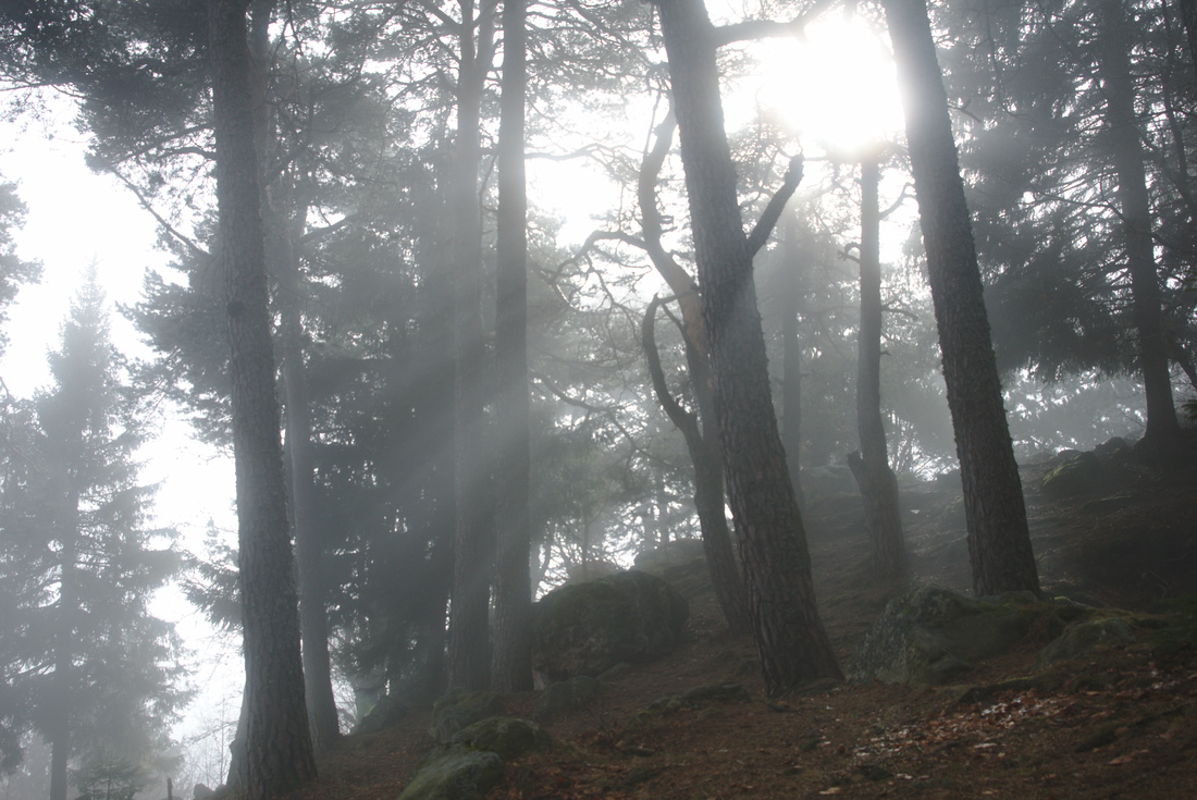 arbres-film-court-metrage