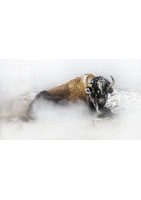 Fotografie: Tatanka. Künstler: Thierry Vezon.