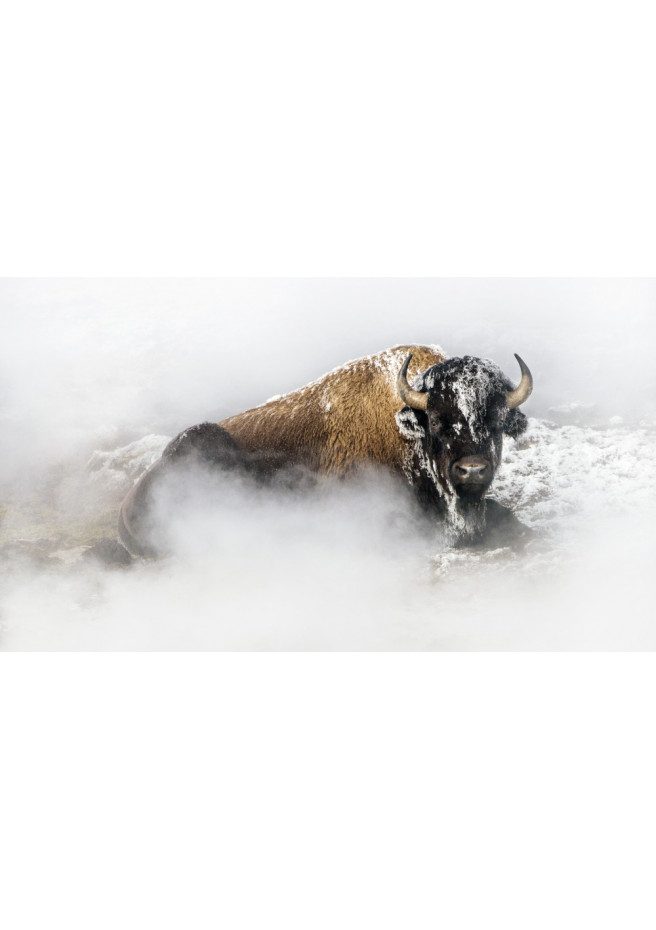 Fotografie: Tatanka. Künstler: Thierry Vezon.