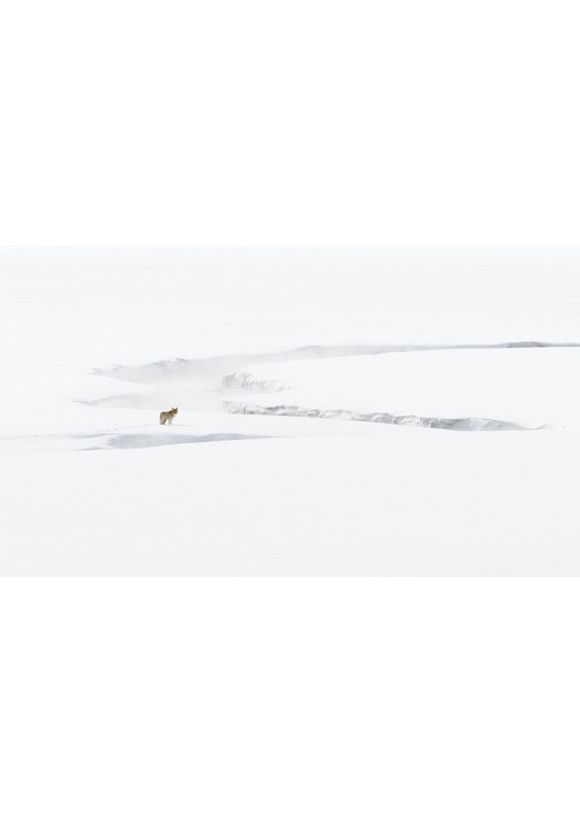Die Seele des Yellowstone