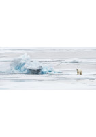 Eisbär