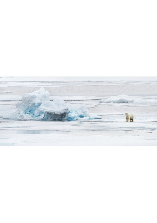 Eisbär