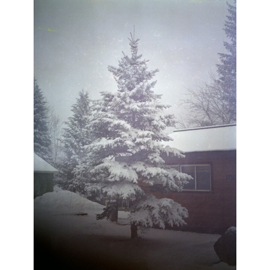 Snowy tree