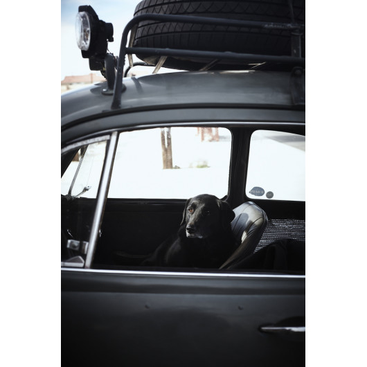 Happy Dog, Joshua Tree, California