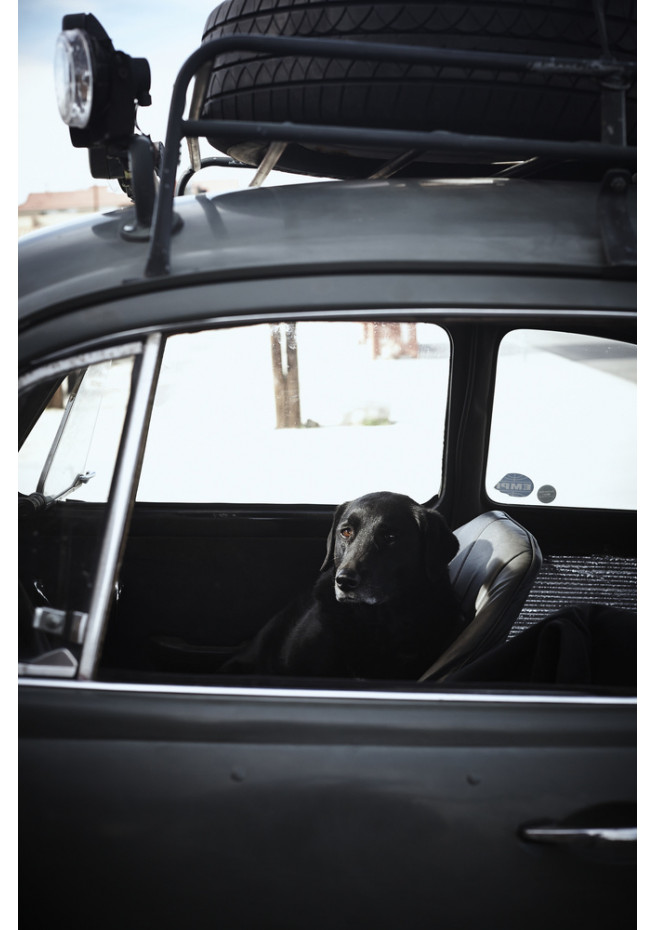 Chien heureux, Joshua Tree, California