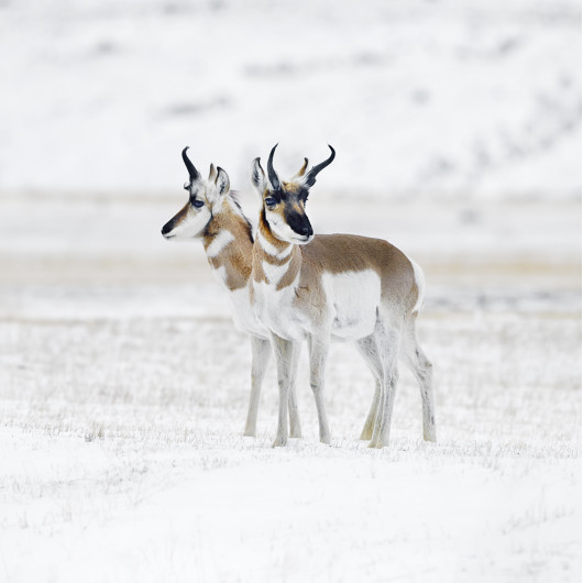 Photographie d&#039;art : Pronghorns