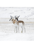 Photographie d'art : Pronghorns