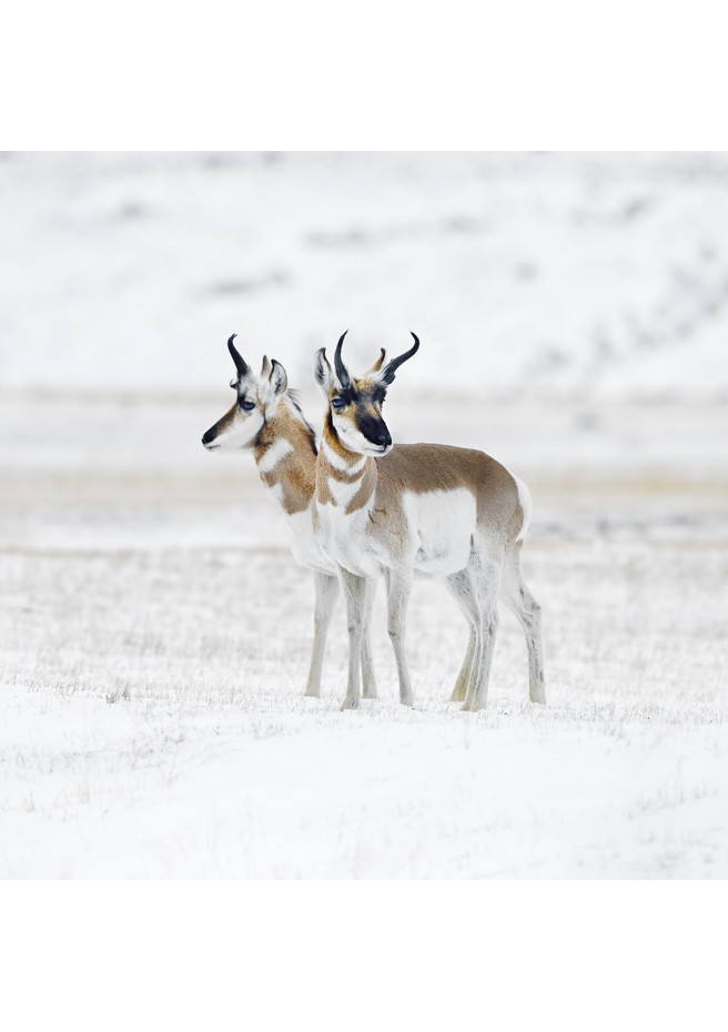 Art photography : Pronghorns