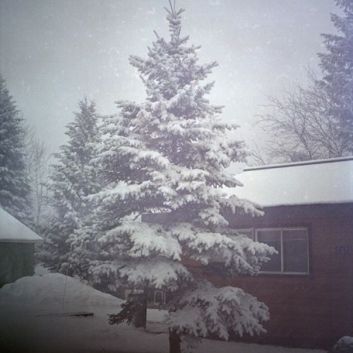 Snowy tree