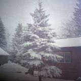 Sans titre (snowy tree)