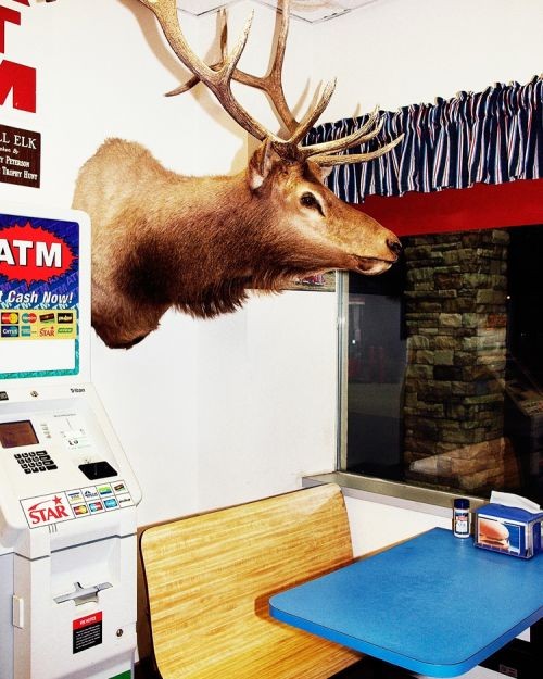 A deer in a restaurant