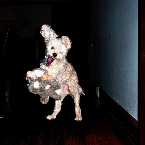 Poodle