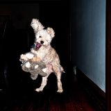 Poodle