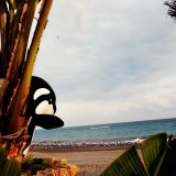 Orca et les mouettes