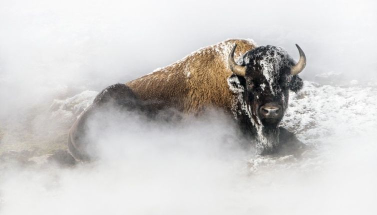 Photographie:  Tatanka.  Artiste: Thierry Vezon.