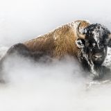 Foto: Tatanka. K&uuml;nstler: Thierry Vezon.