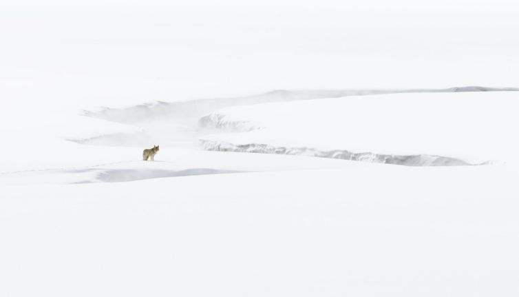 L&rsquo;âme du Yellowstone