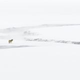 L'&acirc;me du Yellowstone