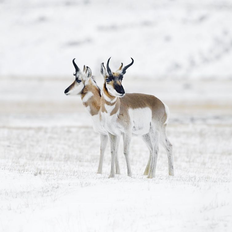 Photographie d&rsquo;art : Pronghorns
