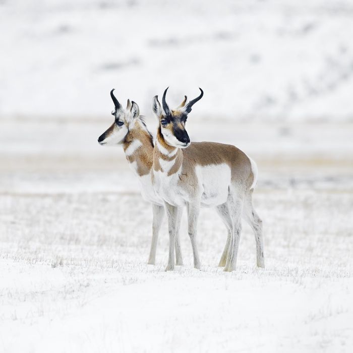 Photographie d&rsquo;art : Pronghorns