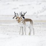 Photographie d'art : Pronghorns