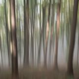 Wald der Lichter
