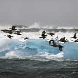 Les eiders