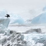 Le corbeau