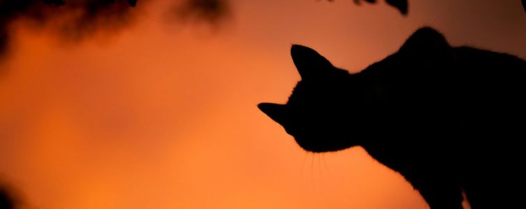 Halloween Carouge Genf