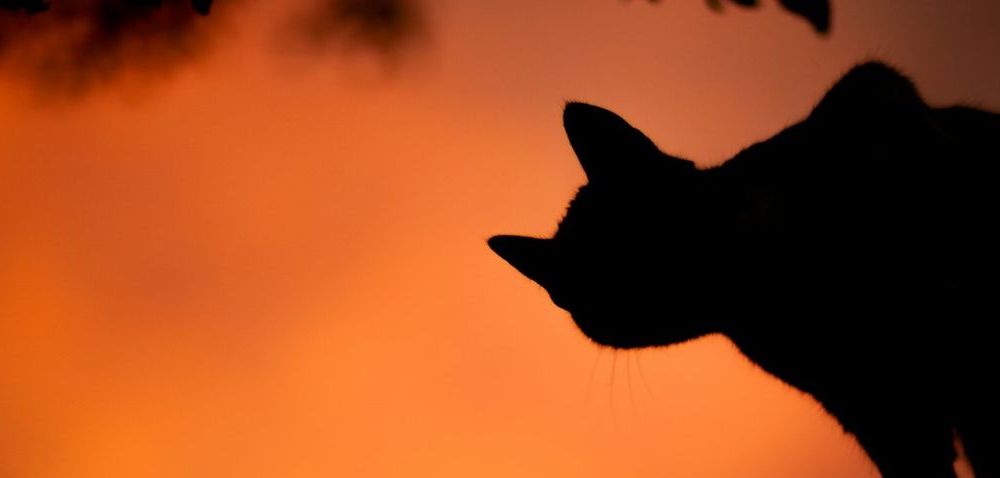 Halloween Carouge Geneva