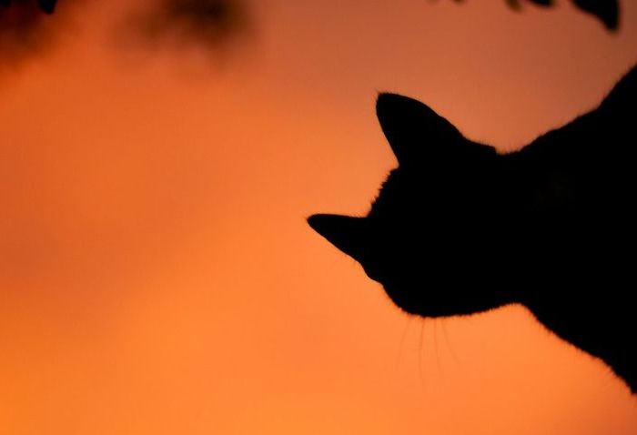 Halloween Carouge Genf